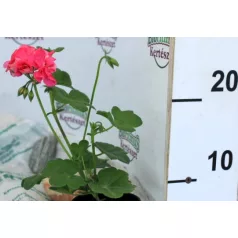 Félfutó, dupla virágú muskátli 9 cm-es cserépben