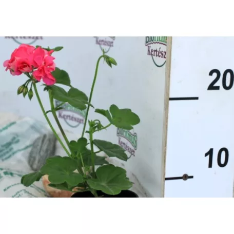 Félfutó, dupla virágú muskátli 9 cm-es cserépben