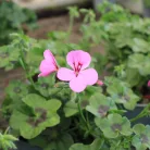 Félfutó muskátli 12 cm-es cserépben