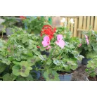 Félfutó muskátli 12 cm-es cserépben