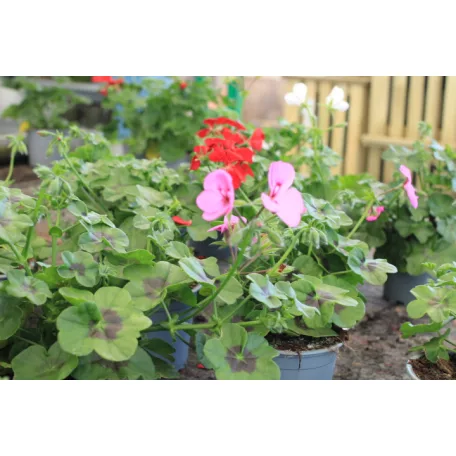 Félfutó muskátli 12 cm-es cserépben