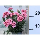 Szegfű, Balkon szegfű 10,5 cm-es cserépben