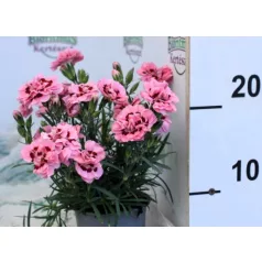 Szegfű, Balkon szegfű 10,5 cm-es cserépben