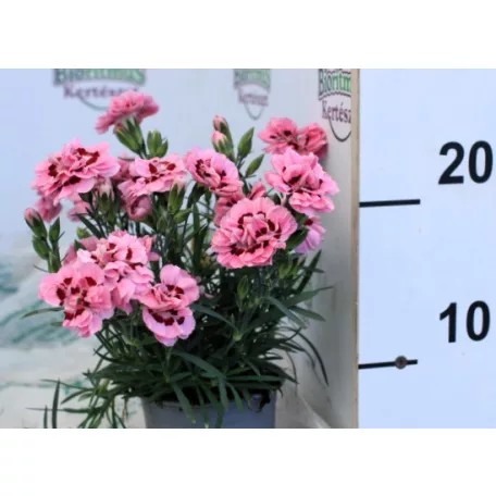 Szegfű, Balkon szegfű 10,5 cm-es cserépben