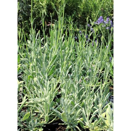 Keskenylevelű levendula Lavendula angustifolia 9 cm-es cserépben