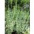 Keskenylevelű levendula Lavendula angustifolia 9 cm-es cserépben