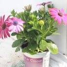 Cseppecskevirág (Viharvirág / Afrikai margaréta) Osteospermum cs 12 cm