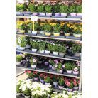 Cseppecskevirág (Viharvirág / Afrikai margaréta) Osteospermum cs 12 cm