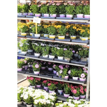 Cseppecskevirág (Viharvirág / Afrikai margaréta) Osteospermum cs 12 cm