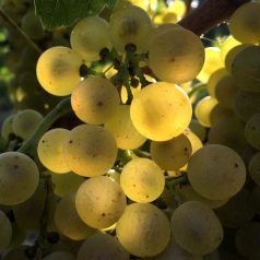 Zenit fehér borszőlő szabadgyökerű