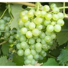 Favorit csemegeszőlő szabadgyökerű