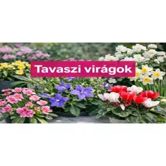 Aktuális növények